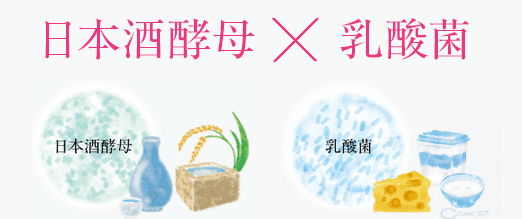 プモア日本酒酵母と乳酸菌